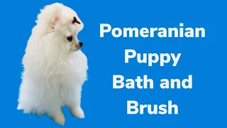 Dog grooming Live! Pomeranian puppy bath and brushing part 2