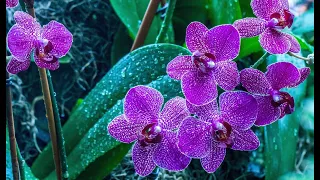 192. Купание орхидей. Уход и правильный полив. #орхидея #поливорхидей #уходзаорхидеей #фалинопсис