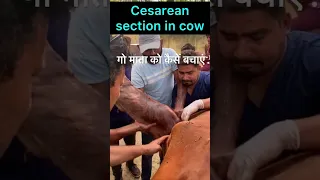 Cesarean section in cow l Dystocia l Difficulty in birth l dr umar khan