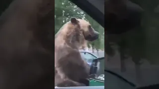 ШОК! Настоящий медведь в коляске мотоцикла Урал