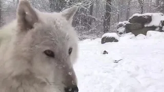 Playtime for Wolf Pack as Nor'easter Blankets New York Sanctuary