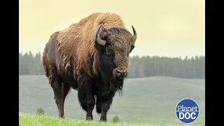 Where and when is the origin of the American bison located? We tell you (FULL DOCUMENTARY)