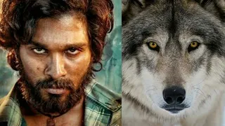 #AlluArjun Dangerous WOLF Fight-scene in '#Pushpa' Movie 💥💥💥