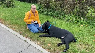 Катя и её собаки: Загадочная реакция Джины на кане корсо