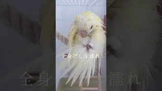 【インコ】水浴び直後からふわふわになるまで #shorts #サザナミインコ