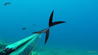 Spearfishing Trip - Dugi Otok (Croatia)