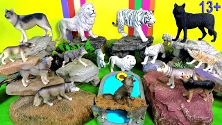 Big Cat Week 2020 - Lion, Tiger, White Tiger, White Lion, WOLVES Wolf - Wild Zoo Animals 13+