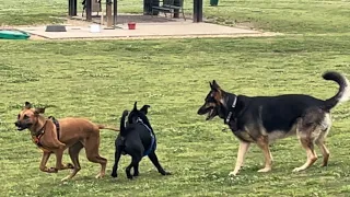 Peaches the Rhodesian Ridgeback and friends playing on a rather blustery Spring day!