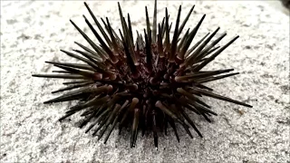 Sea Urchin Walking on Land