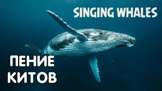 Звуки и пение китов Пение горбатых китов SINGING WHALES