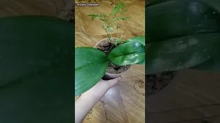 Как делать нельзя при посадке орхидеи. Делайте только так!
