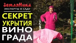 Обрезка винограда осенью.  Подготовка винограда к зиме. Укрытие винограда на зиму.