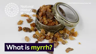 What is myrrh? | Surprising Science