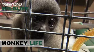 S8E15 | Baby Woolly Monkey Bueno Junior, Celebrates His 1st Birthday | Monkey Life | Beyond Wildlife