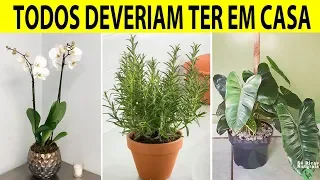 🌿 10 PLANTAS Que Você DEVE TER em Casa Pelo Bem da Sua Saúde e da Sua Família