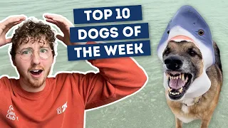 The Dogs Were Good Again 🦈 | Top 10 Dogs of the Week!