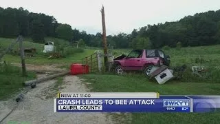 Crash leads to bee attack