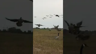 SUBURBAN GOOSE HUNTING 💥 💥 💥