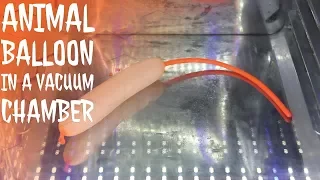 Animal Balloon in a Vacuum Chamber