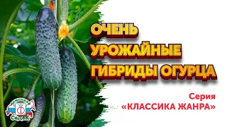 ЛУЧШИЕ ВЫСОКОУРОЖАЙНЫЕ СОРТА ОГУРЦОВ - Серия гибридов Классика жанра