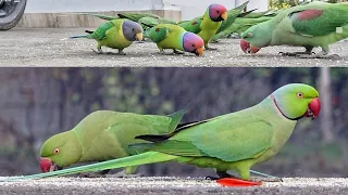 Ring Neck Parrot And Plum Head Parrot Videos Compilation  🦜