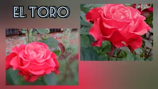 Роза El Toro. Срезочный сорт.