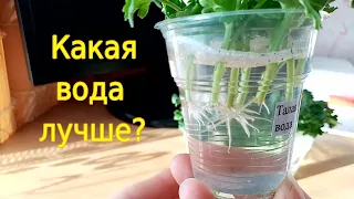 Черенкуем мультифлору. В какой воде лучше укоренять?