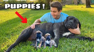 MY PREGNANT DOG IS HAVING PUPPIES ! WHAT NOW ?!