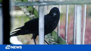 Why crows are leaving gifts for a woman in San Francisco