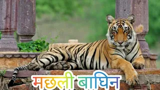 मछली बाघिन रणथंभौर राष्ट्रीय पार्क (18/08/2016)