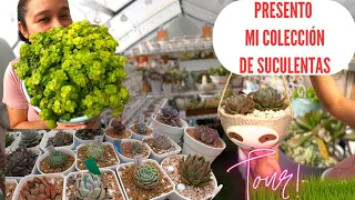 Tour por Mi Colección de Suculentas,Primera Parte🥰 Acompañame!#jardineria #suculentas