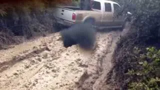 Big trucks mudding triple D