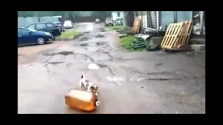 Dog Passes Out From Exploding Bottle
