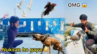 Omg 😳 loss in Mini zoo 😡 ( Training Pitbull To Stay With Pets 🕊🦆🐔