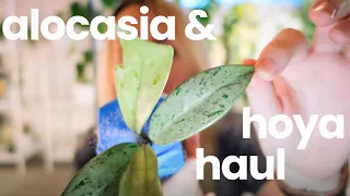 🪴 hoya and alocasia plant unboxing l houseplant haul, Kartel Daun surprise 🤭💫