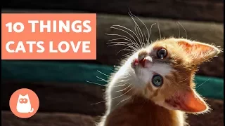 10 Things Cats Love