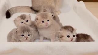 The kitten trying to escape from her brother's surveillance was so cute.