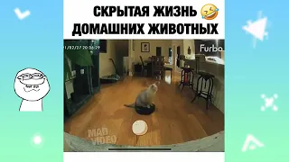 Свежие приколы 2021 😂 Лучшая подборка смешных видео 2021 №23