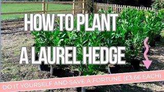 Laurel Hedge Planting Guide - £3.66 A Plant ! My Easy DIY Guide