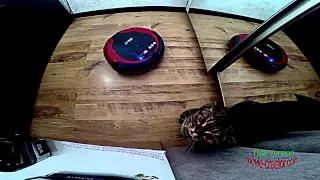 Робот пылесос попустил кота. Robot vacuum cleaner vs Cat