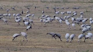 demoiselle cranes