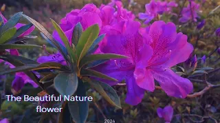 Beautiful Nature flower in garden | Azalea flower @lovelygardens54