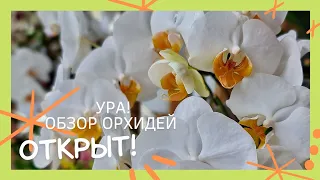 Обзор летнего цветения орхидей на балконе у Ксюши- официально открыт!