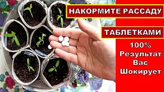 МАЛО КТО ПРИМЕНЯЕТ ДЛЯ РАССАДЫ ЭТИ ТАБЛЕТКИ, А ЗРЯ! СУПЕР СРЕДСТВО ПРИ ПИКИРОВКЕ ТОМАТОВ