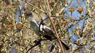 Mockingbird reciting his repertoire of car alarms, sounds, bird songs mimicry imitating parrot