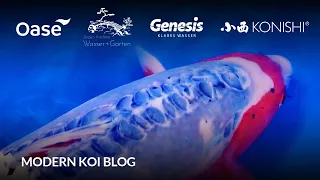 Modern Koi Blog #5994 - Mirko und sein brachialer Karashi Shusui