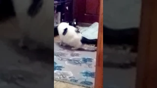 Бедный, испуганный кот