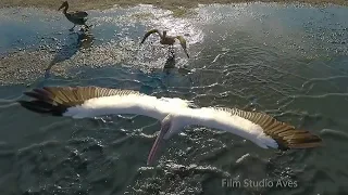 Розовые пеликаны в Калмыкии. Полёт птиц | Film Studio Aves