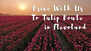 ROAD TRIP: BEST Tulip Fields Car Route In Flevoland, Holland