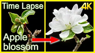 Apple flowers blooming Time Lapse